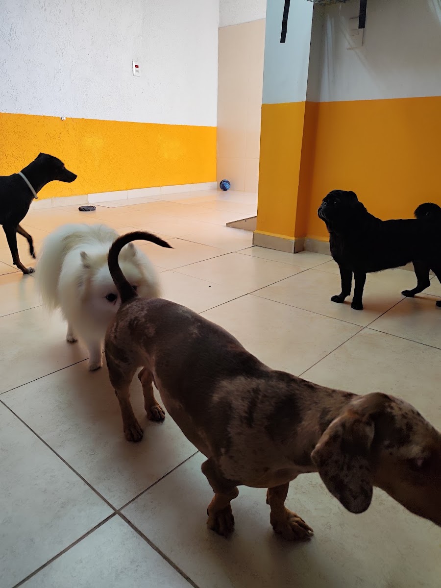 Cães brincando na área do day care, com paredes amarelas