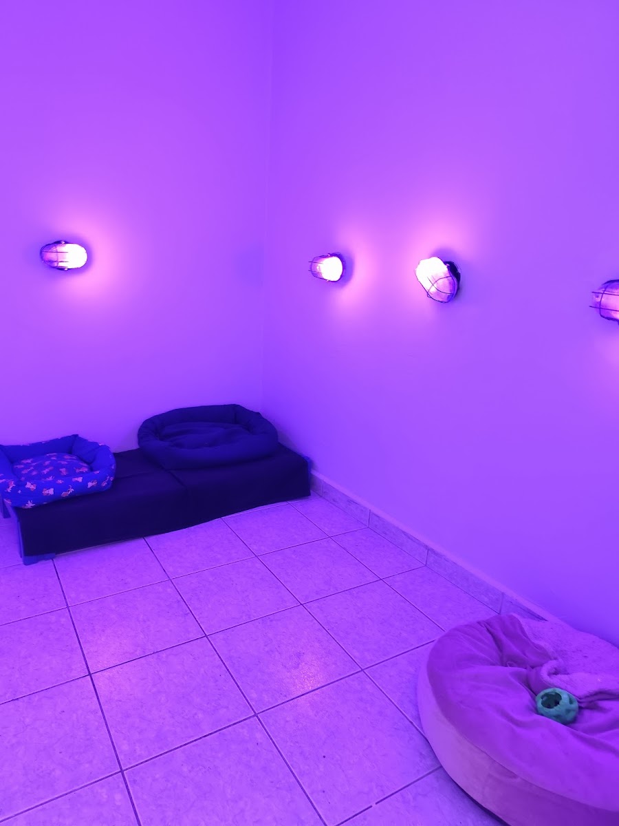 Sala de cromoterapia com luz roxa e caminhas