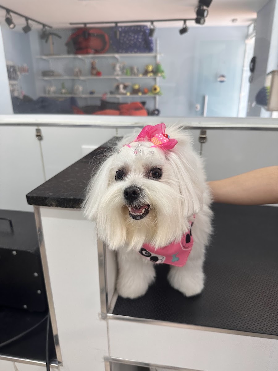 Cachorrinha branca com laço rosa sobre a mesa de tosa
